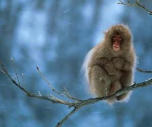 Puzzle Μαϊμού κάθεται σε ένα κλαδί δέντρου